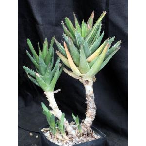 Aloe nobilis (variegated) one-gallon pots