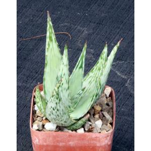 Aloe peckii 4-inch pots