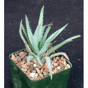 Aloe pratensis 4-inch pots