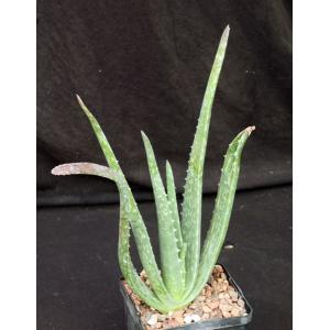 Aloe pseudorubroviolacea 5-inch pots