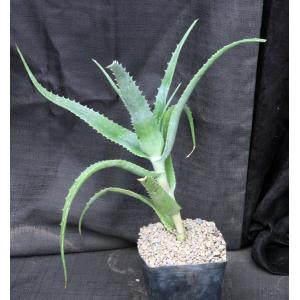 Aloe rabaiensis one-gallon pots