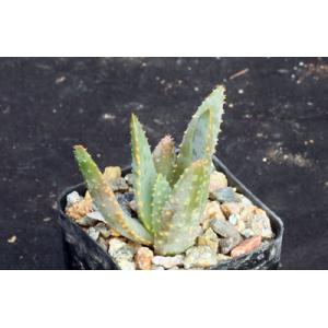 Aloe ramosissima 2-inch pots