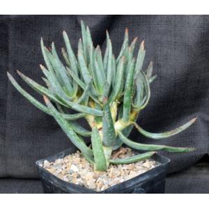 Aloe ramosissima one-gallon pots