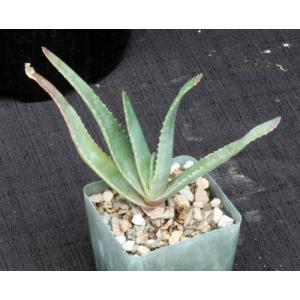 Aloe rapanarivoi 4-inch pots