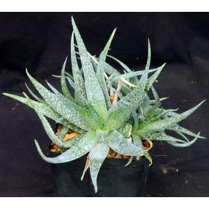 Aloe rauhii one-gallon pots