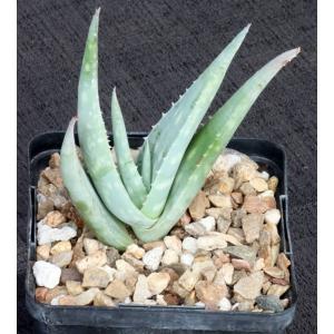 Aloe scabrifolia 5-inch pots
