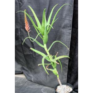 Aloe scorpiodes one-gallon pots