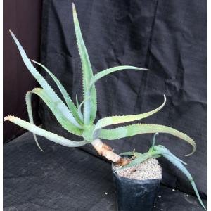 Aloe sp. (Awassa, Ethiopia) one-gallon pots