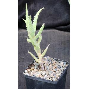Aloe squarrosa 5-inch pots