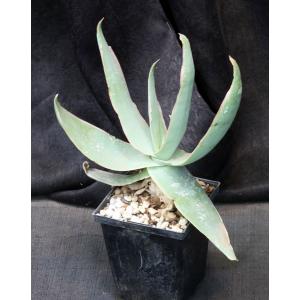 Aloe striata 5-inch pots