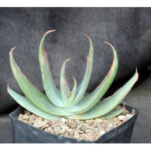 Aloe striata one-gallon pots