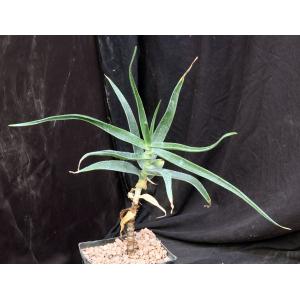 Aloe striatula one-gallon pots