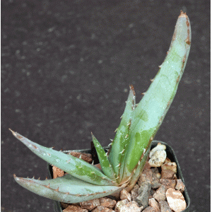 Aloe suprafoliata 2-inch pots