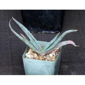 Aloe suprafoliata 4-inch pots