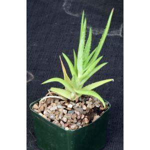 Aloe tegetiformis 5-inch pots