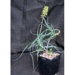 Aloe tenuoir 5-inch pots