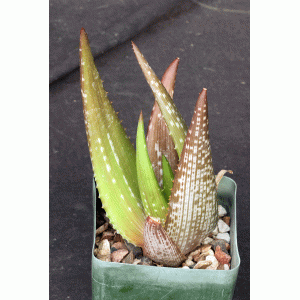 Aloe ukambensis 4-inch pots