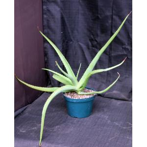 Aloe vanbalenii 8-inch pots