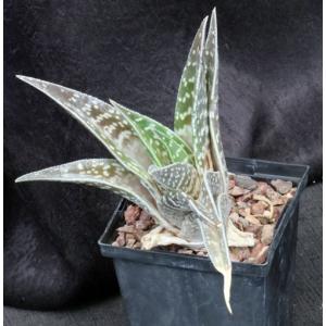 Aloe variegata 5-inch pots