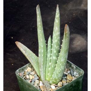 Aloe vera 4-inch pots