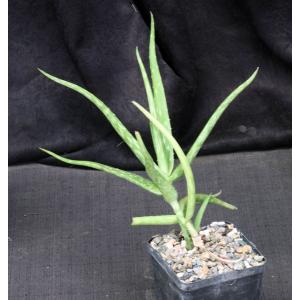 Aloe vituensis 5-inch pots