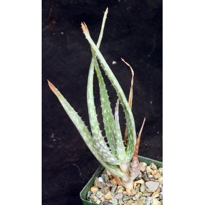 Aloe volkensii ssp. multicaulis 4-inch pots