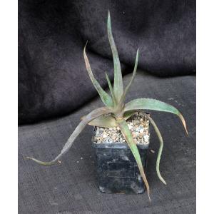 Aloe wanalensis 5-inch pots