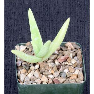 Aloe whitcombei 4-inch pots