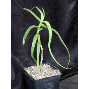 Aloe yemenica one-gallon pots