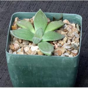 Aloinopsis rubrolineata 5-inch pots