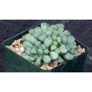 Aloinopsis schoonesii 4-inch pots