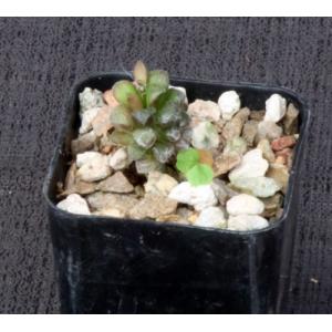 Anacampseros filamentosa ssp. namaquensis 2-inch pots