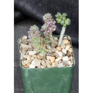 Anacampseros filamentosa ssp. namaquensis 4-inch pots