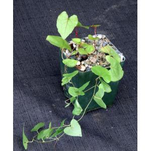 Antigonon leptopus 4-inch pots
