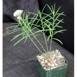 Asclepias angustifolia 4-inch pots