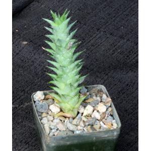 Astroloba smutsiana 3-inch pots