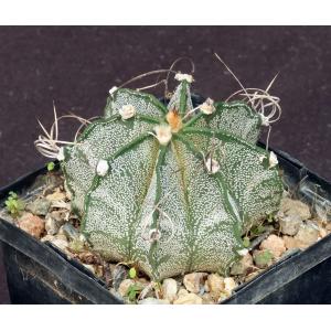 Astrophytum capricorne 5-inch pots