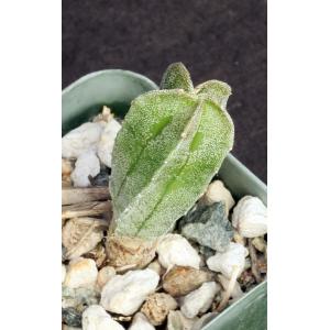 Astrophytum myriostigma var. columnare 2-inch pots