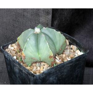 Astrophytum myriostigma var. strongylogonum one-gallon pots