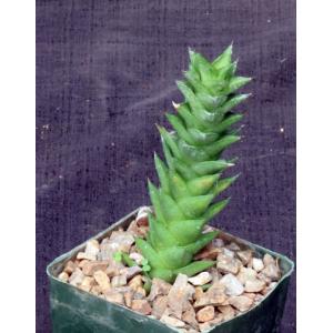 Astroworthia bicarinata 4-inch pots