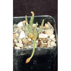 Avonia quinaria ssp. alstonii (pink) 2-inch pots