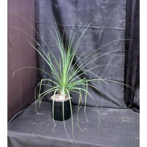 Beaucarnea gracilis 2-gallon pots