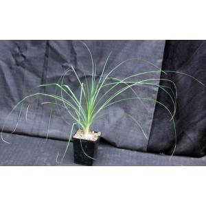 Beaucarnea gracilis 5-inch pots