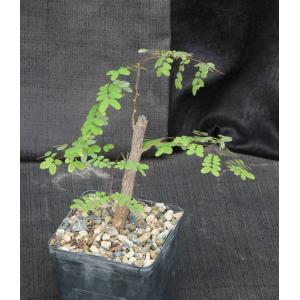 Caesalpinia cv ‘Betty’s Pretty Tree’ 5-inch pots