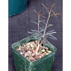 Boswellia asplenifolia 4-inch pots