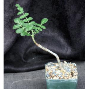 Boswellia carteri 4-inch pots
