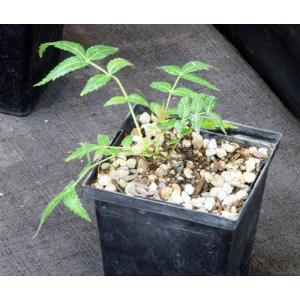 Boswellia dalzielii 5-inch pots