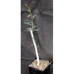 Boswellia dioscorides 5-inch pots