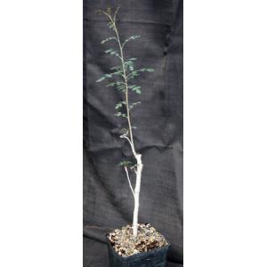 Boswellia dioscorides one-gallon pots