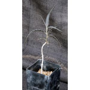 Boswellia elongata 3-inch pots